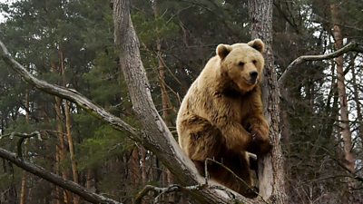 A brown bear in Ukraine.