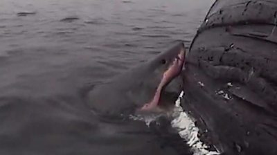 A great white takes a chunk out of Scarlet the humpback