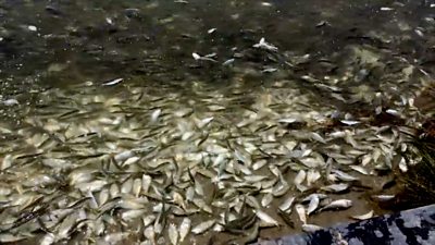 Thousands of dying and dead fish were found in a river leading to the Gulf of Mexico.