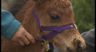 Digby the miniature horse