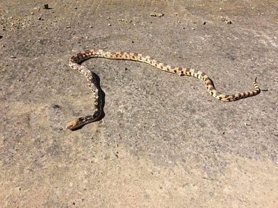 Spot the snake: 6ft pet missing in Pembrokeshire