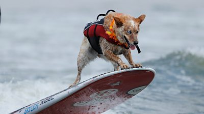 A surfing dog.