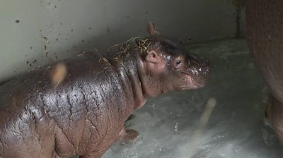 Baby hippo born at Whipsnade Zoo - BBC Newsround