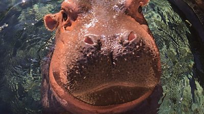 Henry the hippo has been reunited with his daughter Fiona.