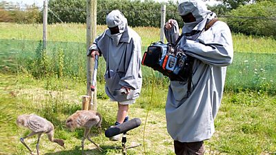 Two sound engineers wearing protective gear point a microphone at a couple of large foraging birds