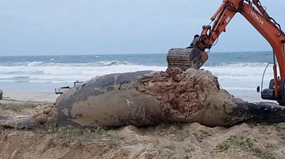 Whale bulldozed