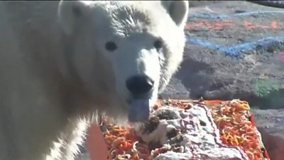 Polar bear celebrates first birthday!