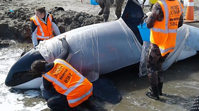 Stranded New Zealand whale