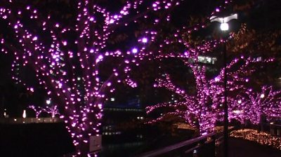 Cherry tree lights in Tokyo