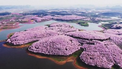 Blossom in south-west China