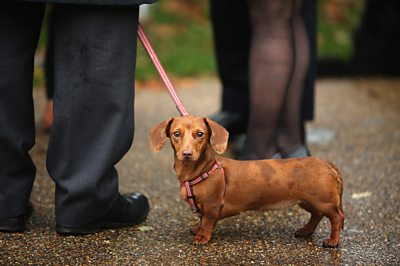 Sausage dog outlet size