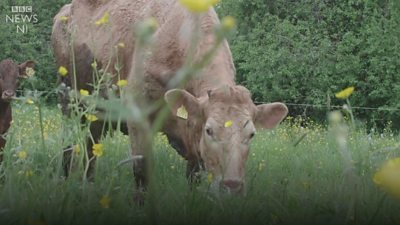 'I try to keep my herd pure' says Exmoor cattle farmer - BBC News