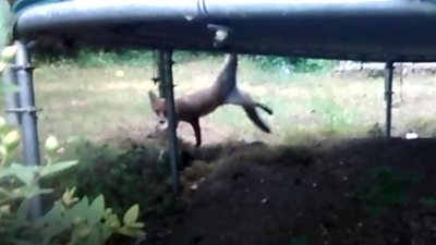 We've got a two-legged fox on the lawn' - BBC News