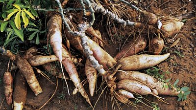 Cassava plant tubers on the ground
