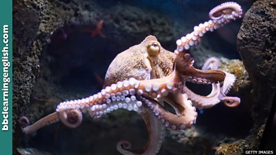 How intelligent is the octopus?