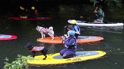 Dog owners have been taking their dogs paddleboarding at Bradford-on-Avon