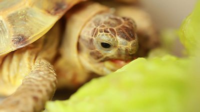 How do zookeepers feed the animals? - BBC Newsround