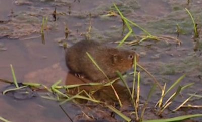 Endangered voles return to river after 30 years