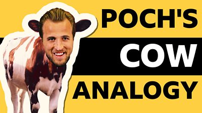 BBC Sport explains Mauricio Pochettino's surprising Champions League 'cow' analogy.