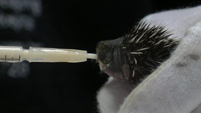 Hedgehog feeding