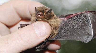 Pipistrelle bat