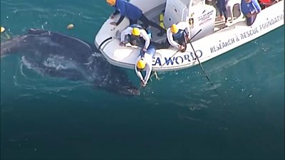 Baby whale being rescued