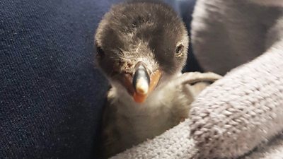 Sphengic the baby penguin