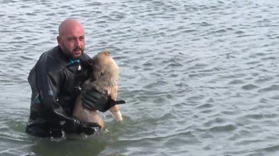 Police diver rescues dog