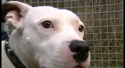 Snoop is being looked after by the RSPCA in Shropshire