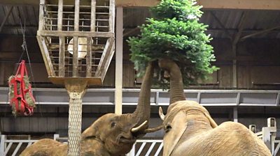 Elephants with a Christmas tree at Colchester Zoo