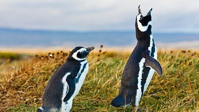 Two Magellanic penguins