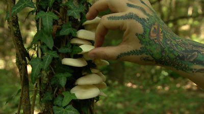 'Mushrooms are my muse'