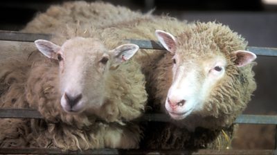 Two sheep in a pen.