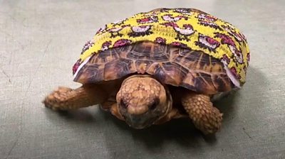 tortoise in bandage