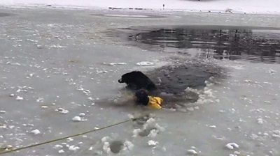 Dog is rescued