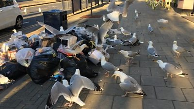 Seagulls in Aberystwyth