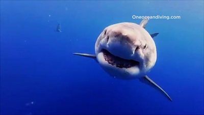 A shark thought to be the biggest of the species on record is captured on camera, close to a whale carcass.