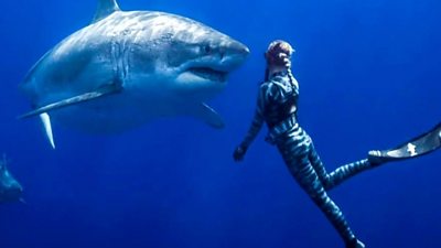 Great white shark and diver