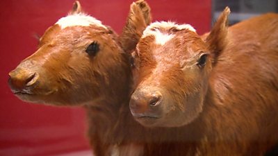 two-headed calves