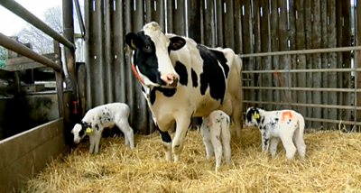 Triplets born on Kent dairy farm