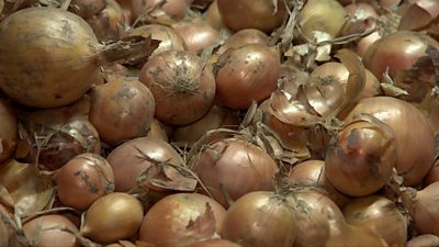 The Netherlands' largest onion producer