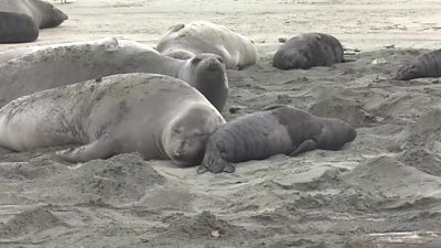 Seals take over a beach in California