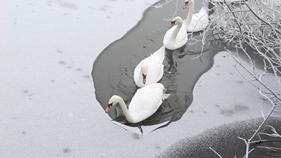 Swan frozen water