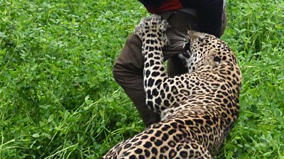 Wild leopard attacks Indian village - BBC News