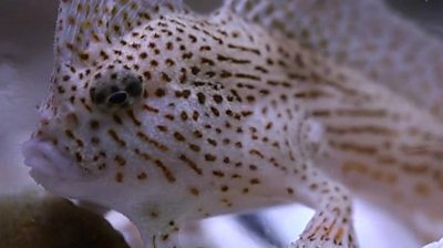 The spotted handfish is critically endangered and found only in a small area of Tasmania.