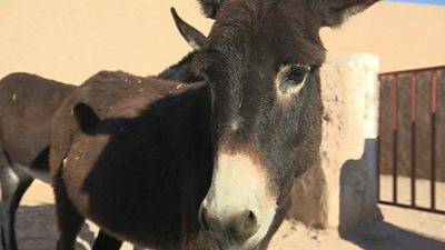 A donkey at the Jarjeer Donkey Refuge, Morocco