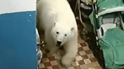 Why polar bears are invading human settlements - BBC News