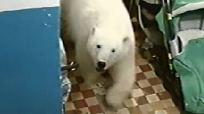 A polar bear enters a residential building