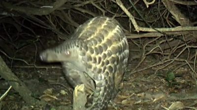 Pangolin