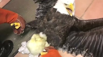 Eagle rescued after huge ice ball grows on its tail